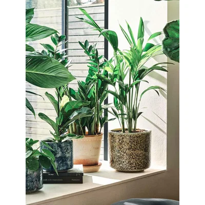 Soho Home Kentia Palm & Fractured Beige Pot