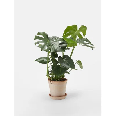 Soho Home Monstera Deliciosa & Helena Rose Pot
