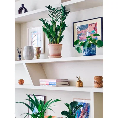 Soho Home ZZ Plant & Helena Rose Pot