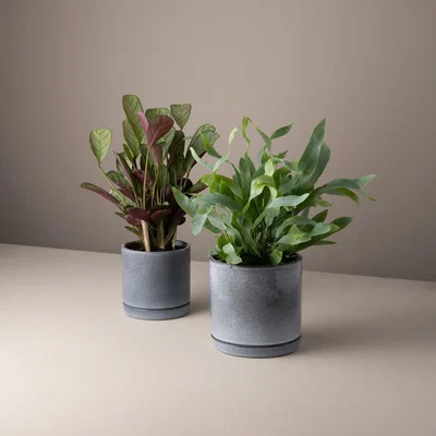 Sazy Shrub Indoor Planter Set of 2, Blue