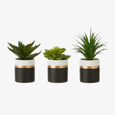 Teddy Beau Teddy's Collection Fiona Set of 3 Succulents Lotus Aloe Vera Ceramic Pot Black Gold
