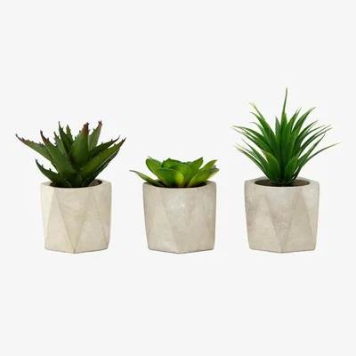 Teddy Beau Teddy's Collection Geo Succulents Set Of 3 Pots