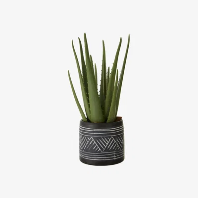 Teddy Beau Teddy's Collection Fisher Aloe Vera White Pot Black