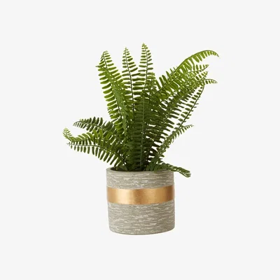 Teddy Beau Teddy's Collection Faber Boston Fern Pot
