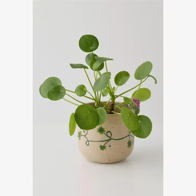 Urban Outfitters Peeking Frog Planter ALL at Urban Outfitters