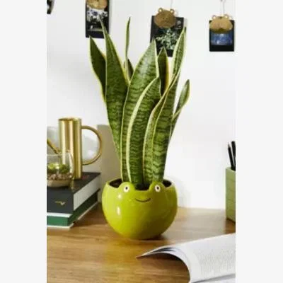 Urban Outfitters Froggy Plant Pot - Green ALL at Urban Outfitters