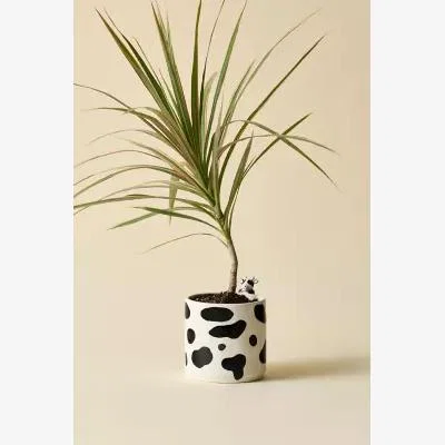 Urban Outfitters Peeking Cow Planter - Black/White ALL at Urban Outfitters