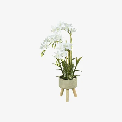 Amara Parlane - Cycnoches Orchid in Planter - Small