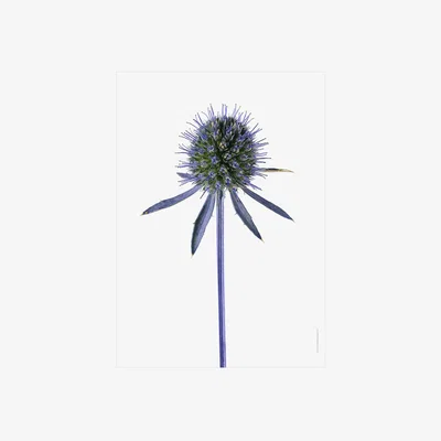 Amara Liljebergs - Blue Glitter Sea Holly Print