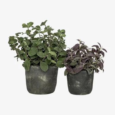 Amara rtfact - Mint & Purple Sage Herb Pots - Set of 2