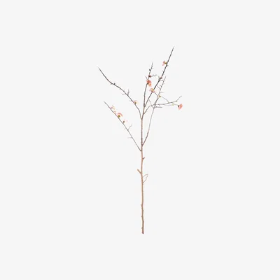 Amara Parlane - Blossom Spray - Pink