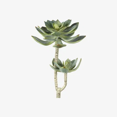 Amara Parlane - Echeveria Branch
