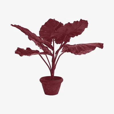 Amara Pols Potten - Taro in Pot - Red