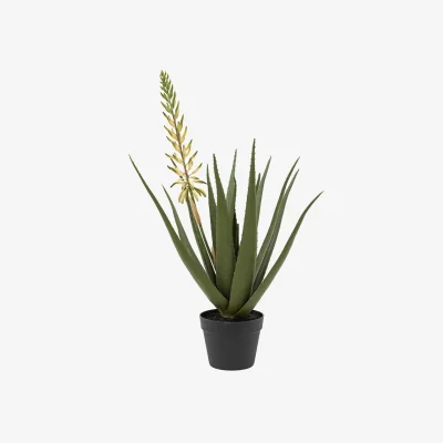 Arighi Bianchi Aloe Potted Plant with White Flower