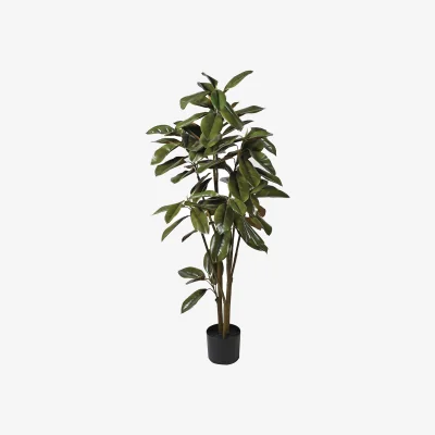 Arighi Bianchi Magnolia Denudata Tree in Black Plastic Pot