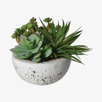 Barker and Stonehouse Large Succulent Bowl