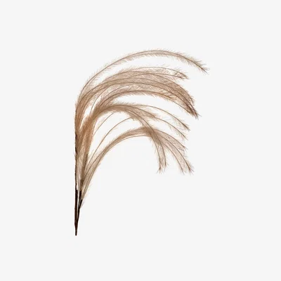 Barker and Stonehouse Beige Faux Feather Plume, Neutral | Barker & Stonehouse