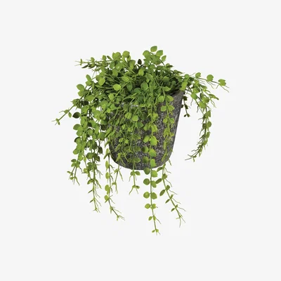 Barker and Stonehouse Potted Button Fern | Barker & Stonehouse