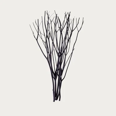 Bombinate.com Black Aroma Branch