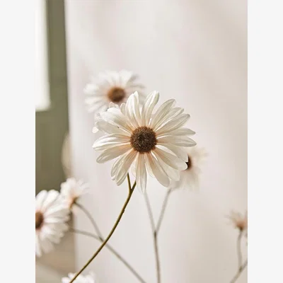 Cox and Cox Three Faux Daisy Sprays - Soft Peach