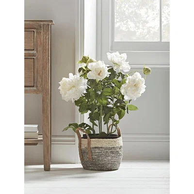 Cox and Cox Faux Potted Peony - White