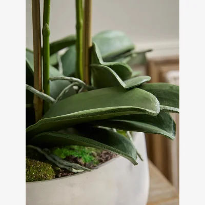 Cox and Cox Faux potted White Orchid- Large