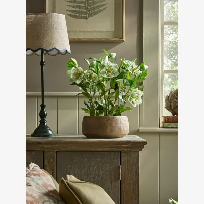 Cox and Cox Faux potted Hellebore- Green