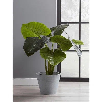 Cox and Cox Faux Potted Taro