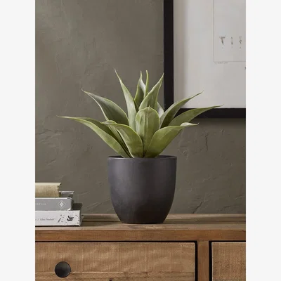 Cox and Cox Faux Potted Agave