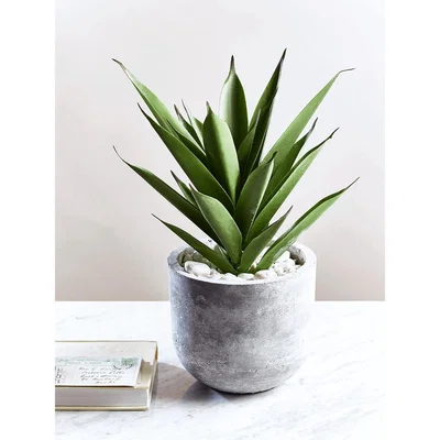 Cox and Cox Faux Potted Aloe
