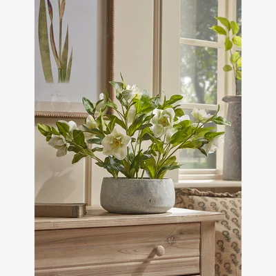 Cox and Cox Faux Potted Hellebore - Cream