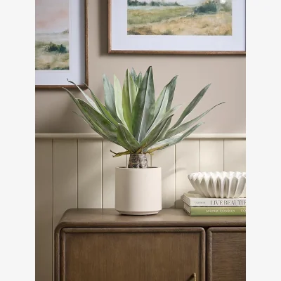 Cox and Cox Agave Plant