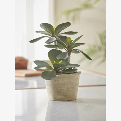 Cox and Cox Faux Potted Kalanchoe