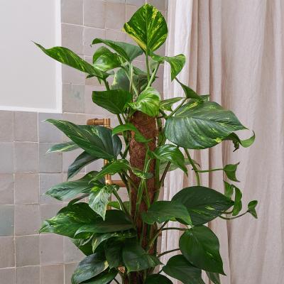 Dunelm Beards & Daisies Devil's Ivy Moss Pole House Plant in Earthenware Pot Earthenware Oyster