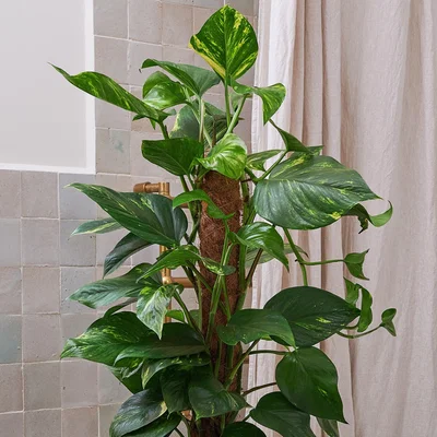 Dunelm Beards & Daisies Devil's Ivy Moss Pole House Plant in Earthenware Pot Earthenware Oyster