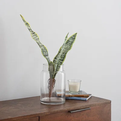 Dunelm Artificial Sansevieria Green Single Stem Green