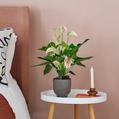 Dunelm Peach Anthurium House Plant in Ribbed Pot Ceramic Grey