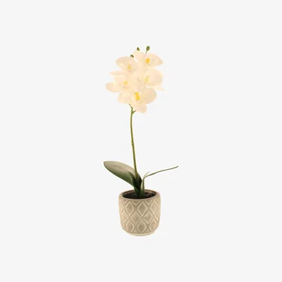 Dunelm Artificial Orchid in Cement Pot Cream