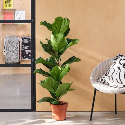 Dunelm Fiddle Leaf Fig House Plant Brown