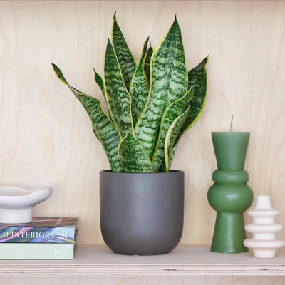 Dunelm Snake House Plant in Earthenware Pot Earthenware Dark Grey