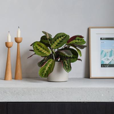 Dunelm Prayer House Plant in Capri Pot Ceramic Light Green