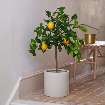 Dunelm Beards & Daisies Citrus Lemon Tree House Plant in Earthenware Pot Earthenware Oyster