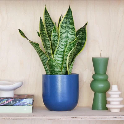 Dunelm Snake House Plant in Earthenware Pot Earthenware Blue