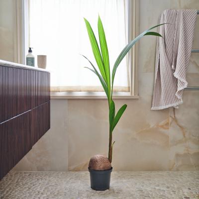 Dunelm Beards & Daisies Coconut Palm House Plant Green