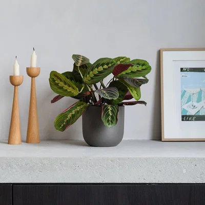 Dunelm Prayer House Plant in Earthenware Pot Earthenware Dark Grey