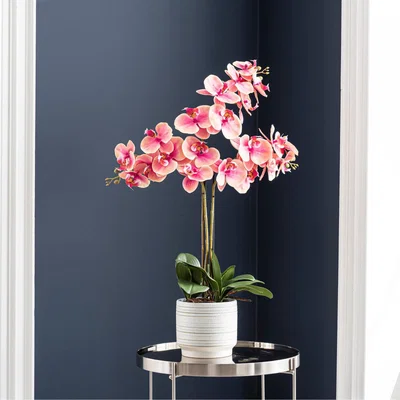 Dunelm Triple Pink Orchid in Ceramic Pot Pink