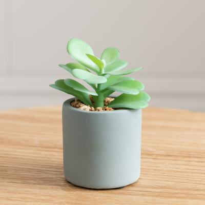 Dunelm Jade Succulent in Pacific Pot Green