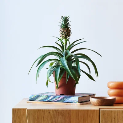 Dunelm Pineapple House Plant Brown