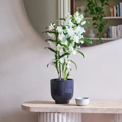 Dunelm Beards & Daisies Dendrobium Bamboo Orchid House Plant in Ribbed Pot Ceramic Navy