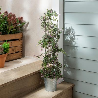 Dunelm Birdcage Shape Bonsai Plant 70cm Green